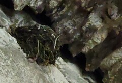 Hirundo rustica