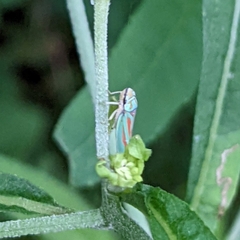 Graphocephala coccinea