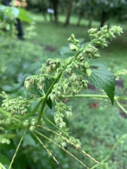 Humulus scandens