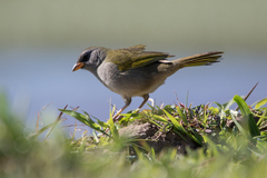 Embernagra platensis