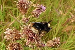 Bombus occidentalis