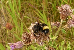 Bombus occidentalis