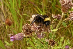 Bombus occidentalis