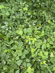 Amphicarpaea bracteata bracteata