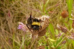 Bombus occidentalis