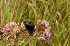 Bombus occidentalis