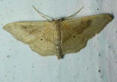Idaea degeneraria