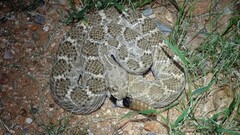 Crotalus atrox