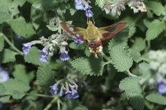 Hemaris fuciformis