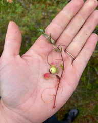 Vaccinium oxycoccos