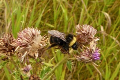 Bombus occidentalis