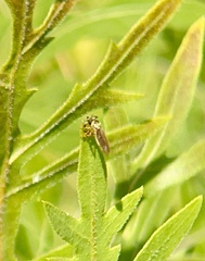Holcocephala
