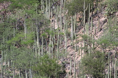 Cactoideae