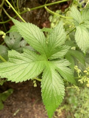 Humulus scandens