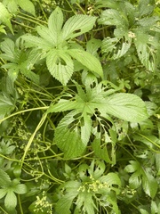 Humulus scandens