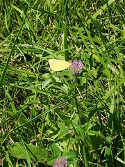 Colias philodice