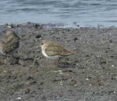 Calidris temminckii
