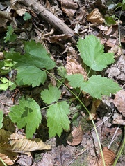 Actaea spicata