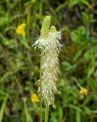 Sanguisorba canadensis