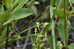 Liparis loeselii
