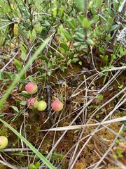 Vaccinium oxycoccos