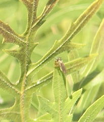 Holcocephala