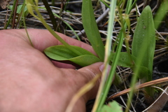 Liparis loeselii