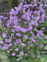 Thalictrum