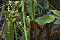 Liparis loeselii