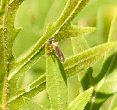 Holcocephala