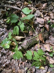 Actaea spicata