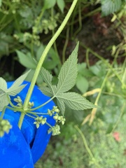 Humulus scandens