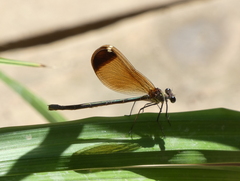 Calopteryx haemorrhoidalis