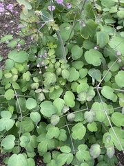 Thalictrum