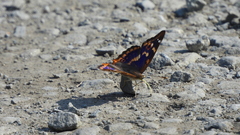 Apatura ilia