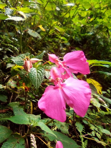 Impatiens stuhlmannii image