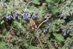Hemaris fuciformis