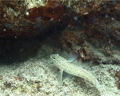 Gobius bucchichi