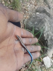 Plestiodon tetragrammus brevilineatus