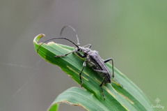 Oxymirus cursor