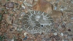 Crotalus atrox