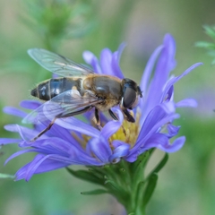 Eristalis pertinax