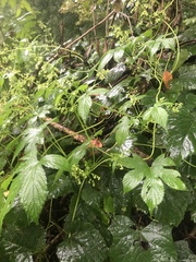 Humulus scandens
