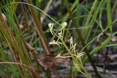 Liparis loeselii