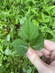 Amphicarpaea bracteata