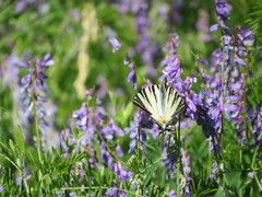 Iphiclides podalirius