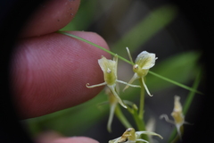 Liparis loeselii