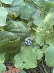 Smilax lasioneura