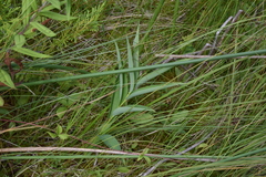 Maianthemum stellatum