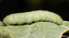 Pieris rapae
